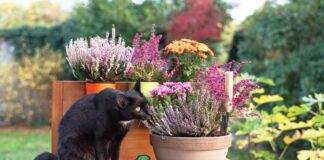 Квітникар розповів, чим простимулювати бутонізацію домашніх квітів