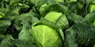 Городники розповіли про дієве підживлення для капусти