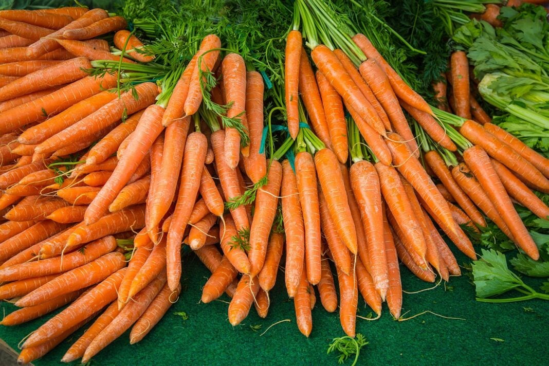 Як правильно підготувати грядку для вирощування солодкої моркви