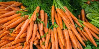 Як правильно підготувати грядку для вирощування солодкої моркви