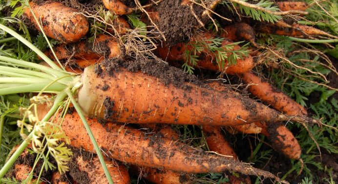 Змагання на рівнесеньку моркву я серед сусідів виграла: бо знаю 3 секрети, як правильно вирощувати культуру 