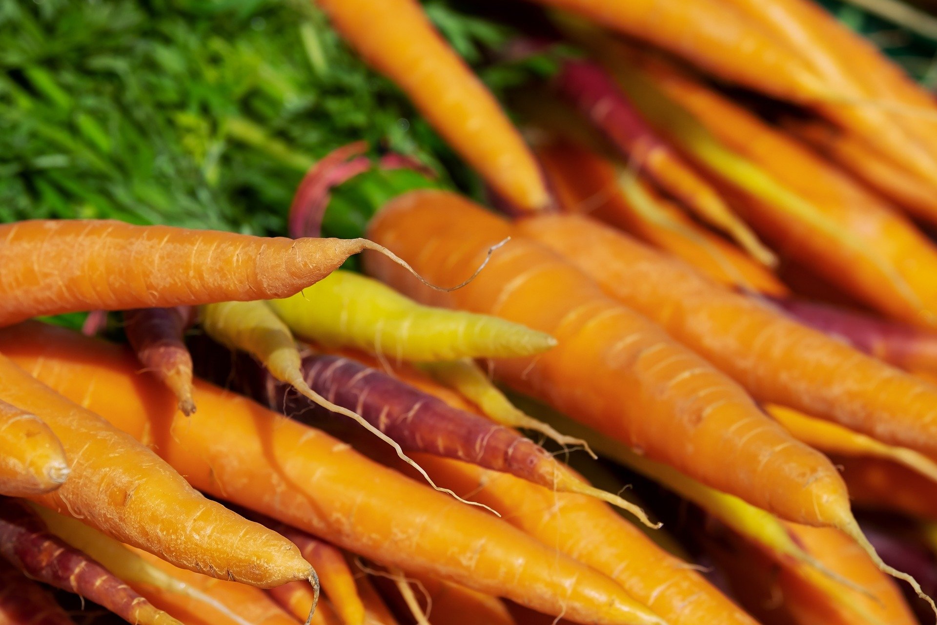 Експерти розповіли, чим підживити моркву в липні для рясного врожаю