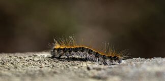 Як позбутись від гусениці на городі