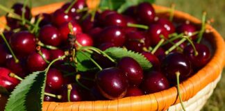 Городники пояснили, як врятувати гниль з черешні