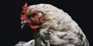 Експерти розповіли, чим найкраще годувати курей, щоб добре неслися