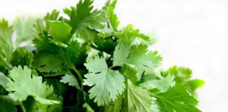 Що посадити на городі, щоб зібрати багатий врожай взимку 