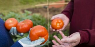Городники розповіли про хитрість з томатами для потужного врожаю