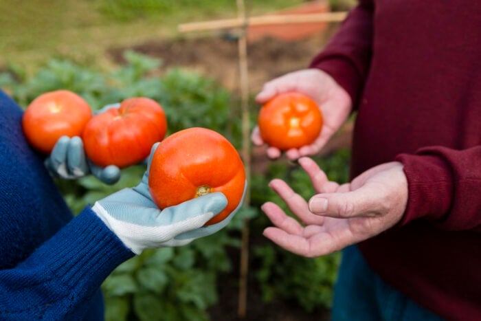 Городники розповіли про хитрість з томатами для потужного врожаю