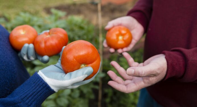 Врожайність помідорів стала рекордною: все вирішили 30-40 сантиметрів. Бабусина хитрість, яку оцінять томати 