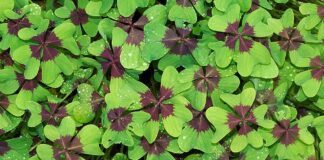 Експерти розповіли, чому варто сіяти конюшину замість газонної трави