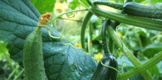 Експерти назвали добрива, якими категорично не можна підживлювати огірки
