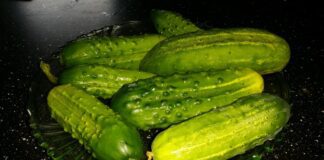 Експерти назвали найбільш універсальний і родючий сорт огірка у 2024