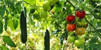 Що посіяти на городі у червні