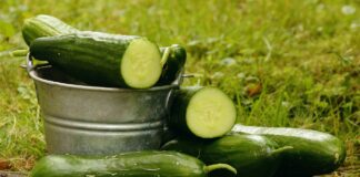 Дачники назвали 3 найкращі сорти огірків для посадки в липні