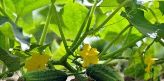 Чим удобрити огірки у червні