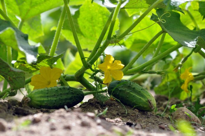 Чим підживити огірки на городі, аби вони потім не гірчили 