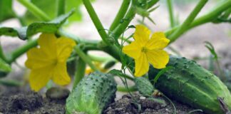  Експерти назвали найкращий сорт огірків для сезону 2025