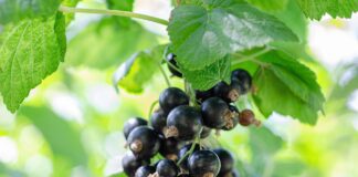 Як виростити саджанці смородини восени 