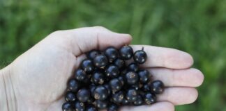 Чим обробити смородину від попелиці