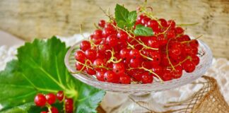 Садівник розповів, чим підживити смородину для ідеального врожаю