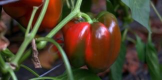 Експерти назвали головні правила вирощування болгарського перцю