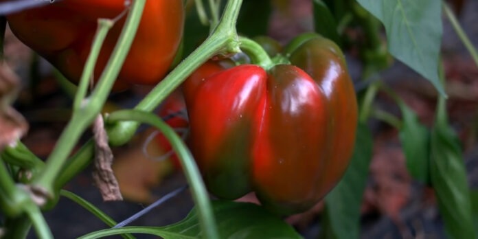 Експерти назвали головні правила вирощування болгарського перцю