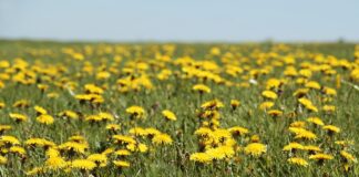 Експерти розповіли, як швидко позбутись від кульбаб на власній городній чи дачній ділянці