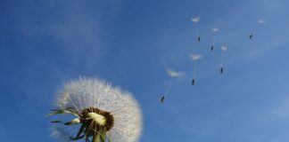 Як приготувати добриво з кульбабок