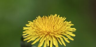 Експерти розповіли, чи можна класти кульбаби в компост