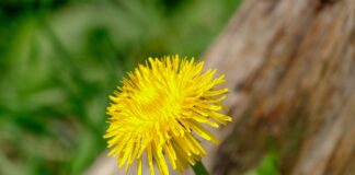 Як позбутись від кульбаб на ділянці