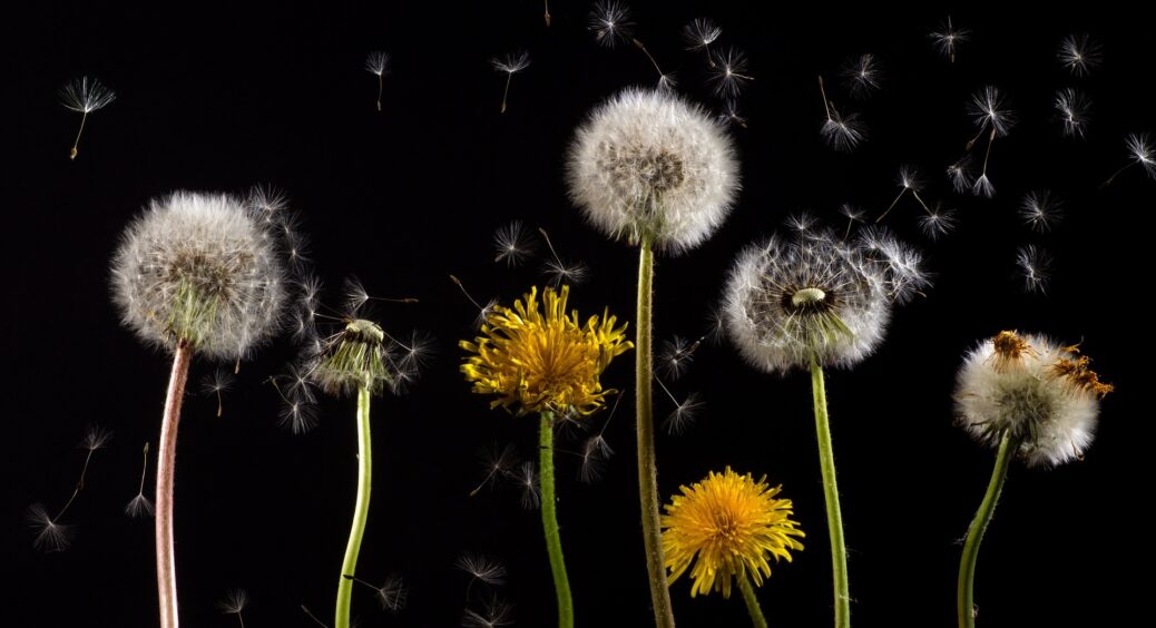 Зробила цей відвар з кульбаби і обробила ним свою ділянку: як диво-рослина допоможе у боротьбі з шкідниками 