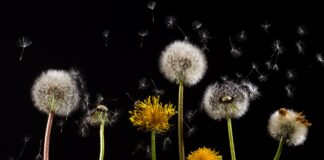 Рецепт настою з кульбаби для боротьби зі шкідниками