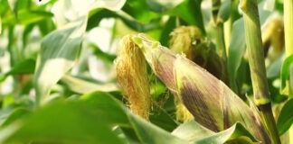 Експерти розповіли, як правильно вирощувати кукурудзу