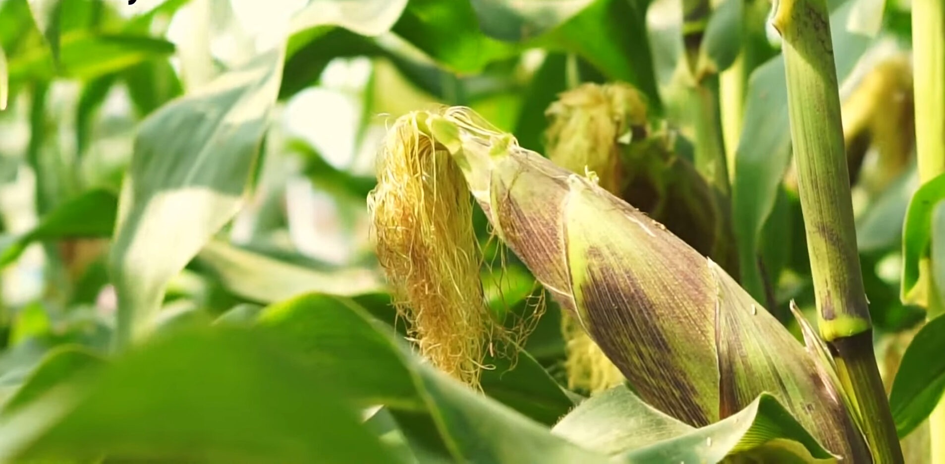 Українські експерти назвали секрети вирощування кукурудзи