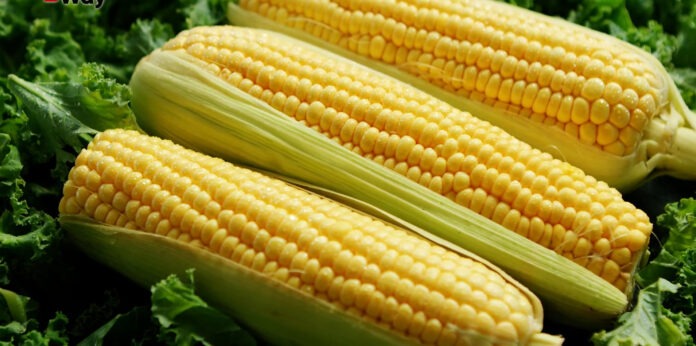 Українські експерти назвали секрети вирощування кукурудзи