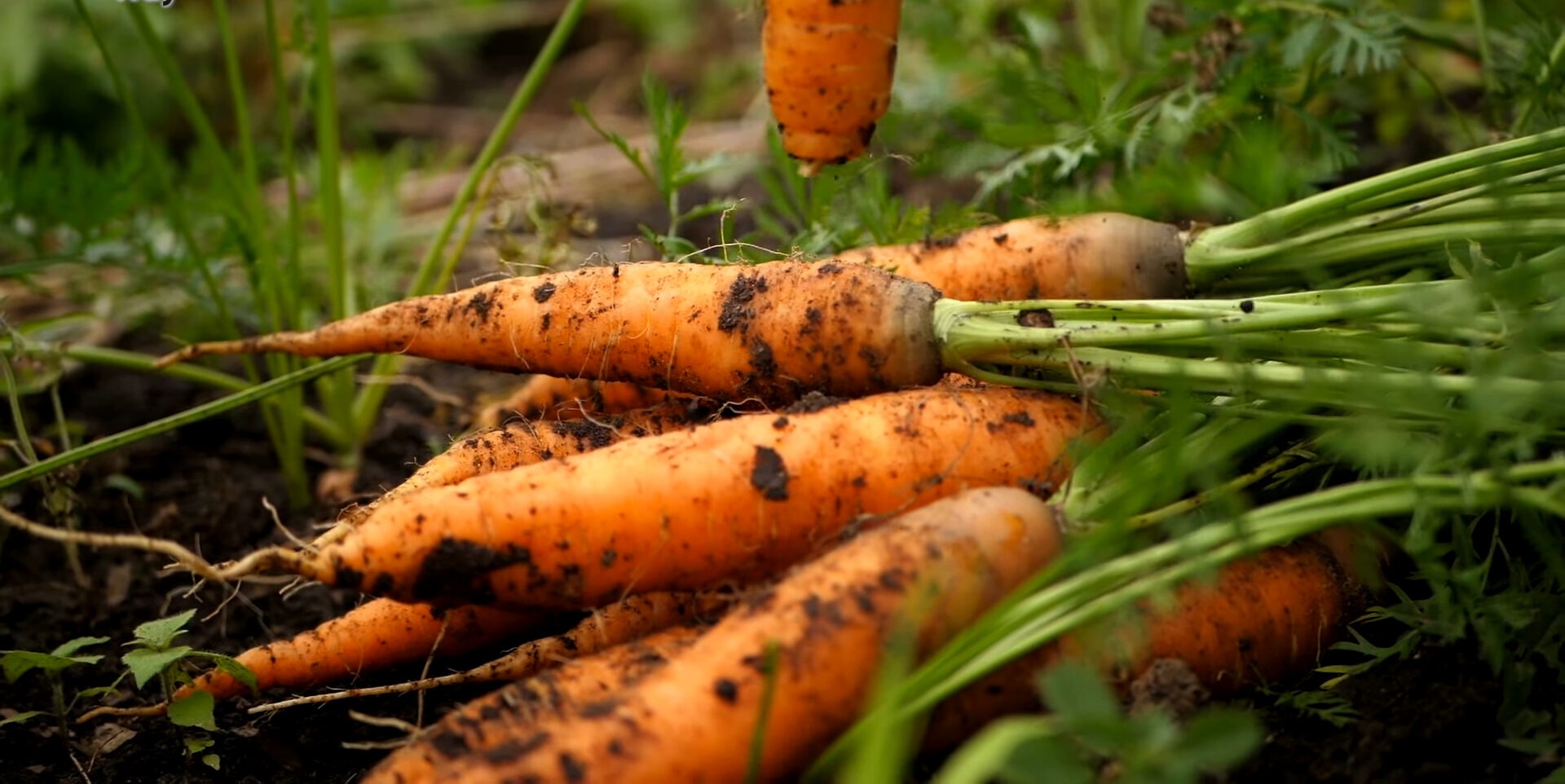 Експерти розповіли, як позбутися морквяної мухи на городі