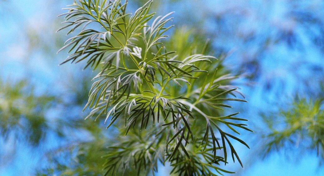 Підслухала від сусідки: хитрий спосіб посіву кропу в червні – виростає пухнастим, соковитим і довго не цвіте 