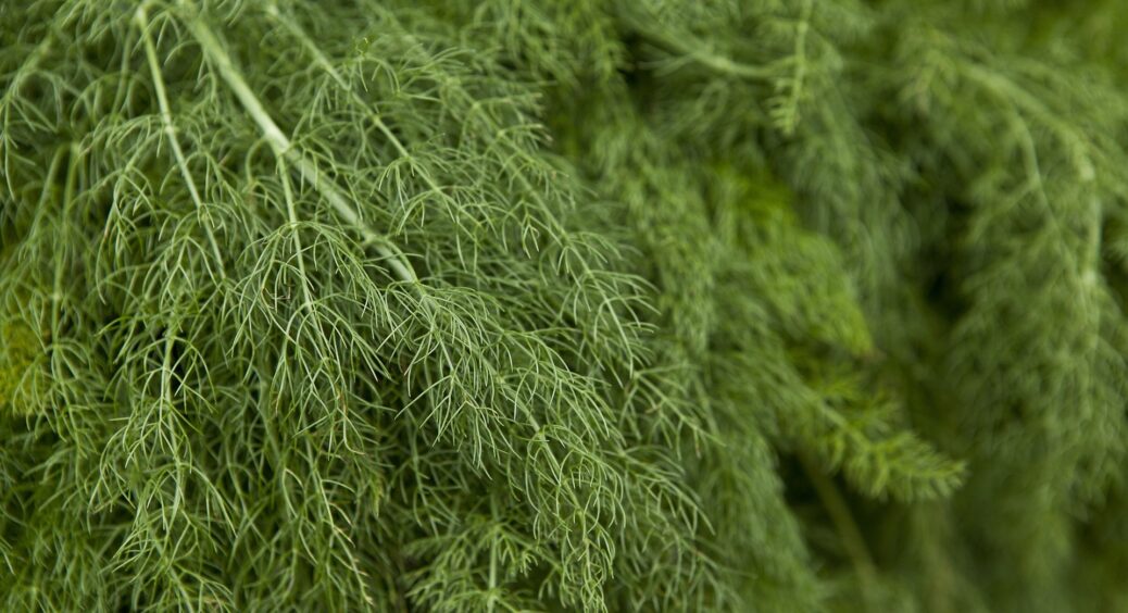 Перекис водню і аспірин – зелень з підвіконня хоч вантаж в лімузин: диво-підживлення з аптечних засобів 