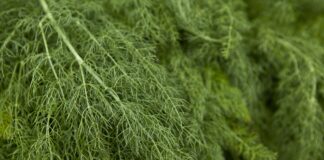 Експерти розповіли, чим підживити зелень на підвіконні для пишного росту