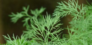 Як пророщувати насіння кропу