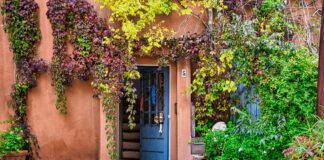 Експерти назвали рослини, які не можна садити коло фундаменту