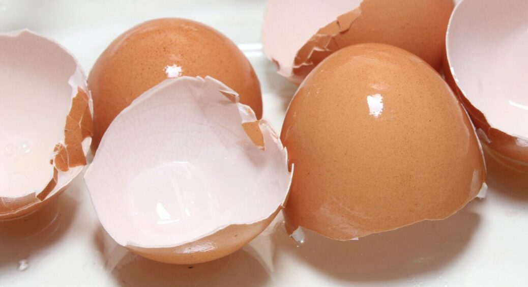 Не викидаю шкаралупу з яєць – збираю по відерцю: навесні підсипаю під огірки й забула про пустоцвіт 