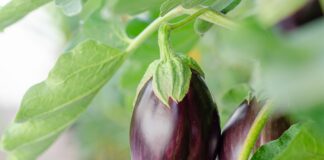 Про які невидимі проблеми говорять листя баклажанів 