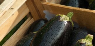 Як правильно поливати баклажанами