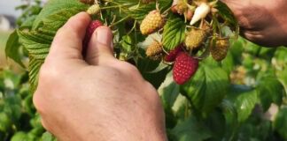 Сусід-китаєць навчив незвичайному методу підживлення малини