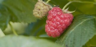 Садівники розповіли, чим підживити малину для багатого врожаю