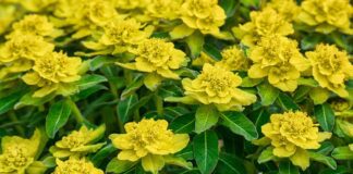 Садівник розповів про створення найгарнішої клумби та правильний догляд 