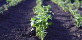 Як зробити ґрунт родючим