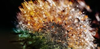 Експерти розповіли, як спланувати садові роботи за циклом росту кульбаб