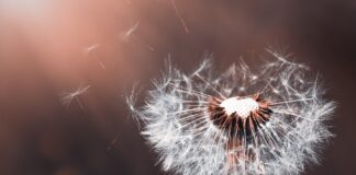 Дачники розповіли, як позбутися кульбаб на городі і зробити з них добриво